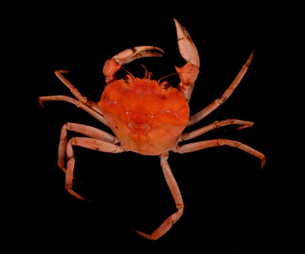 Chaceon fenneri (golden deep sea crab)